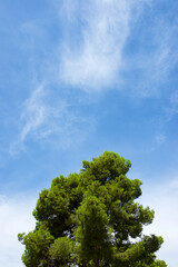 Obraz premium Pine tree in a park