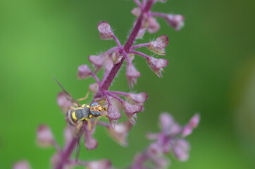 Flying (Drosophila melanogaster) insects are one of the important pests that damage the fruit.
