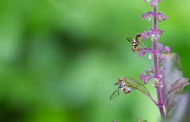 Flying (Drosophila melanogaster) insects are one of the important pests that damage the fruit.