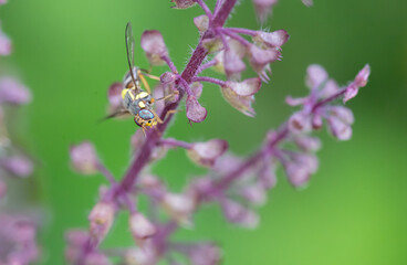 Flying (Drosophila melanogaster) insects are one of the important pests that damage the fruit.