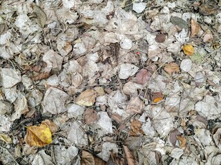 texture of  leaves