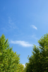 Trees in a park