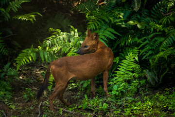 Close up of Dhole, Asian Wild Dog in the nature, animal in the wild