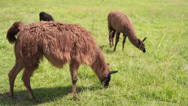 Lllama animals in rural wild nature. South America fauna. 