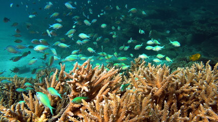 Naklejka na ściany i meble Fish - type bone fish Osteichthyes, Pomacentric - Pomacentridae, Blue-green chromis.
