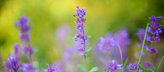 Obraz premium Purple flowers grow in a green field, art selective focus.