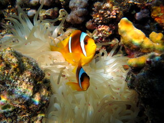 Clown fish, amphiprion Amphiprioninae). Red sea clown fish.