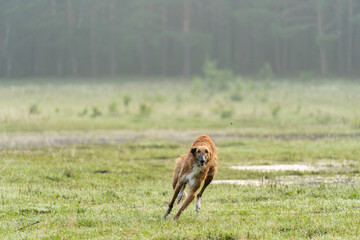 Red-haired Russian Borzoi dog runs across the field at high speed.