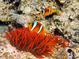 Fototapeta na wymiar Clown fish, amphiprion Amphiprioninae). Red sea clown fish.