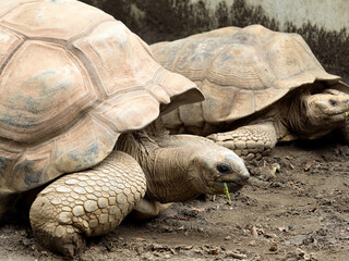 ケヅメリクガメ