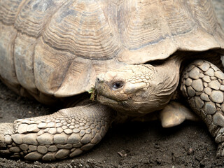 ケヅメリクガメ