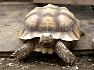 ケヅメリクガメ