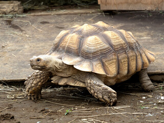 ケヅメリクガメ