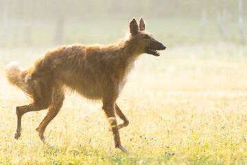 Russian Borzoi the dog is on a forest glade. Red-haired hound dog in the forest