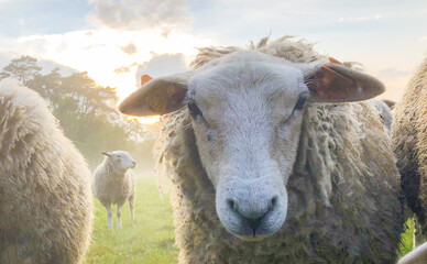 Flock of sheep, staring sheep on grass farmfield under a dramatic sunset or sunrise sky