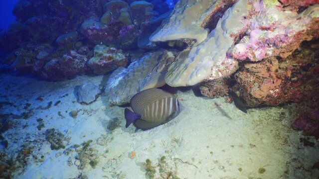 Sailfin tang - surgeonfish  in Maldives