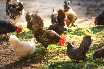 Rooster and chickens in the farmyard