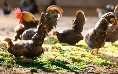 Rooster and chickens in the farmyard