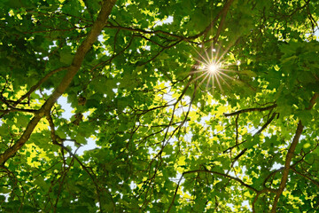 Sun casting beautiful rays of light through the dense foliage of the trees. Sun rays deep in the forest. Sun beams through thick trees branches in dense forest. Arboretum Oleksandriya in Bila Tserkva