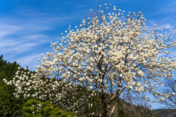 金沢市近郊　里山の春風景