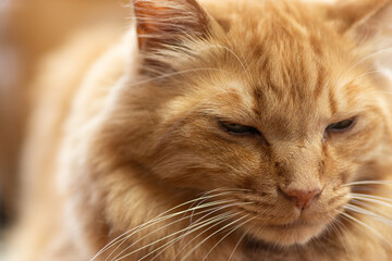 Fototapeta premium 眠いにゃ 茶トラ猫