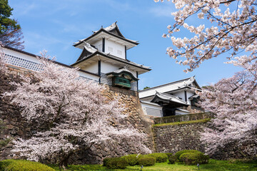 春の金沢　満開の桜と金沢城