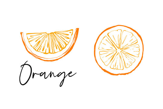 Orange cut and orange circle. Fruit colorful line illustration elements. Cute vector pattern. Cartoon vintage tropical print on white background
