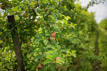 Apfelbäume in Reihe