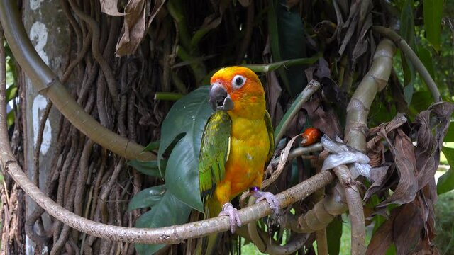 beautiful parrot colorful bird in natural