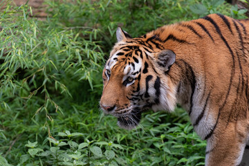 Obraz premium トラ