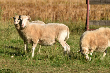 Obraz premium Skudde