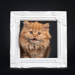 Fluffy solid red British Longhair kitten, standing with head through white photoframe. Looking towards camera. Isolated on black background. Mouth open / talking.