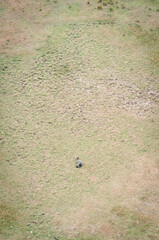 Sheeps resting on the ground 