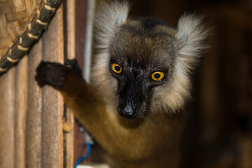 Lémurien ou maki (Eulemur macaco femelle) dans une maison, Nosy Komba - Madagascar.