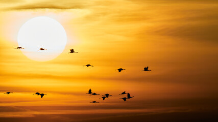 wildlife photo of Common Crane (Grus grus) in migration 
