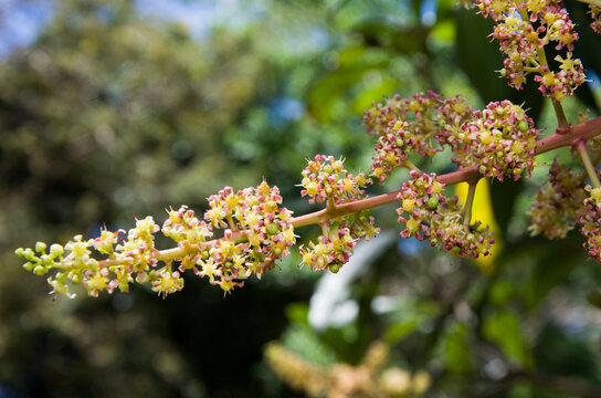 Fleurs de manguier