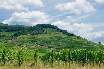 Fototapeta na wymiar Les vignes et la montagne, Alsace, France