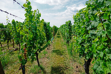 Fototapeta na wymiar Vignes de la règion d'Alsace, Grand Est, France