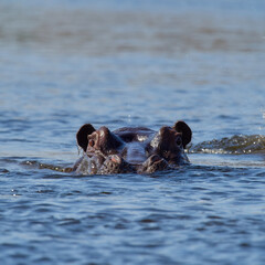 Fototapeta premium wildlife photo of a hippopotamus (Hippopotamus amphibius)