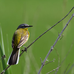 wildlife photo of a Western Yellow Wagtail (Motacilla flava)