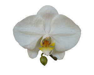 Closeup beautiful white orchid and yellow pollen on white background,copy space
