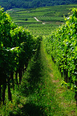 Fototapeta na wymiar Les vignes de la région d'Alsace, Haut-Rhin, France