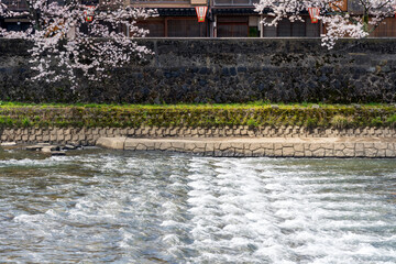 春の金沢　桜咲く浅野川と主計町茶屋街