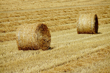 Ruedas de heno, alimento para el ganado en los campos de Alsacia, Francia