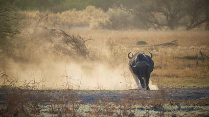 wildlife photo of African buffalo (Syncerus caffer) 