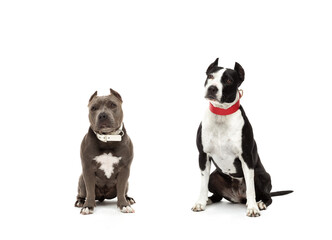 two fighting dogs Pit Bull and American Bull, isolated on white background