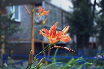 Fototapeta na wymiar Scarlet Lily in an urban environment. The background is blurred.
