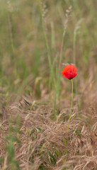 Obraz premium red poppy in the field