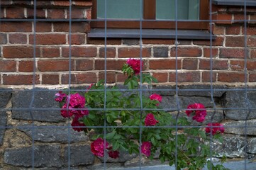 Fototapeta na wymiar Rose Bush behind the fence, against the background of masonry of stone and brick. Natural backgrounds and textures.