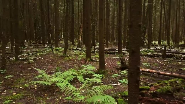 the camera moves through a dark pine forest. Motion laps